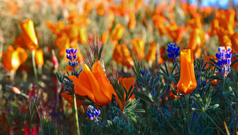 Antelope Valley