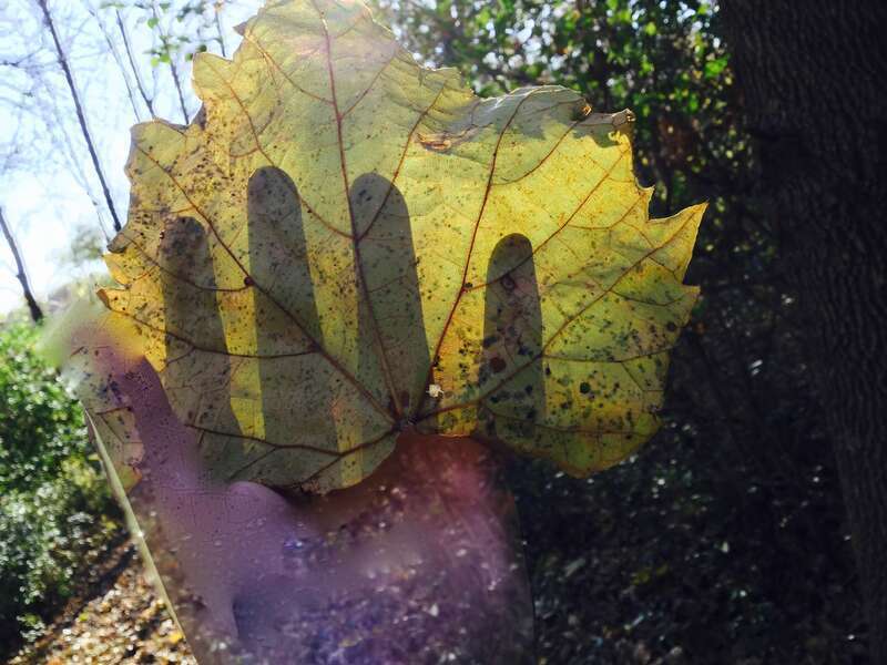 This is a photo of my hand holding a leaf.