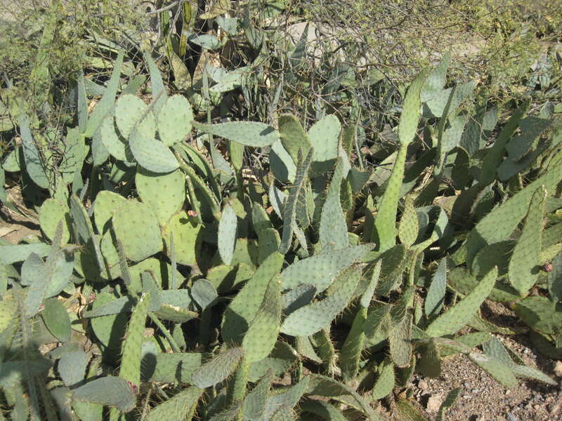 Papago Park - Phoenix, Arizona