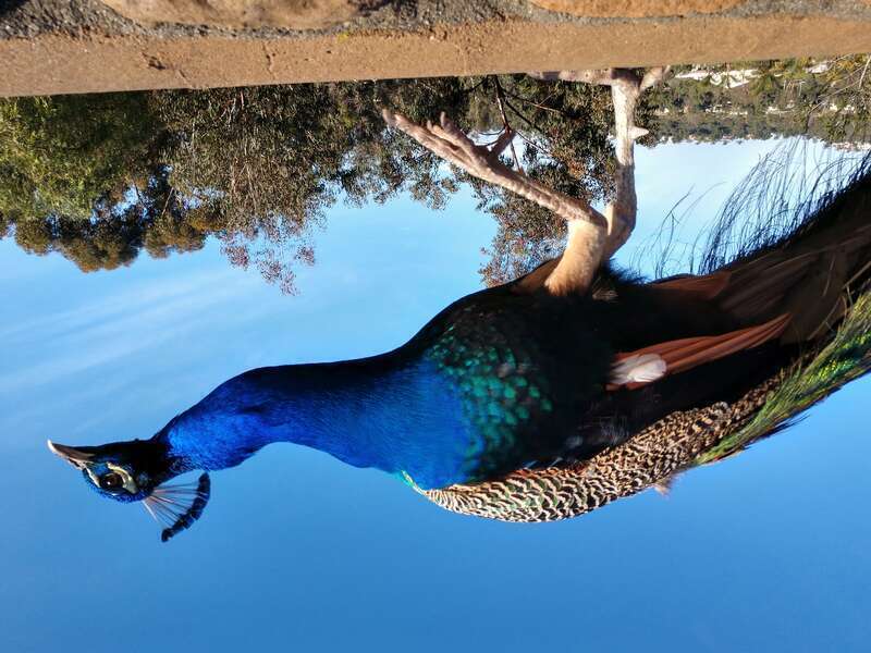 This peacock allowed me to get very close to him but this was about the limit. This is one of dozens of brilliantly colored peacocks that wander the grounds of <a
