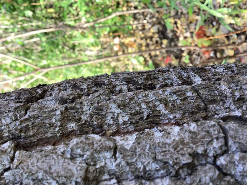 This looks like someone behind a tree and looking out.