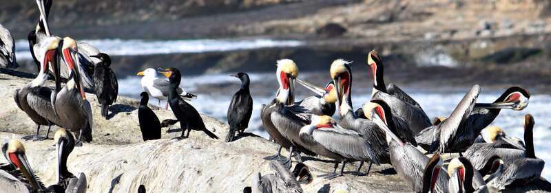 Pelicans and Cormorants