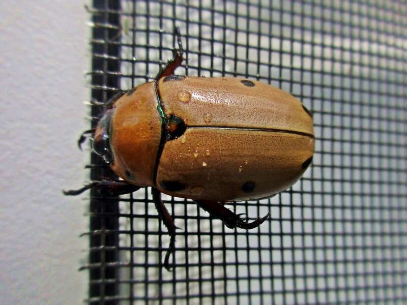 Pelidnota punctata (Scarabaeidae) - (imago), Niagara (NY), United States
