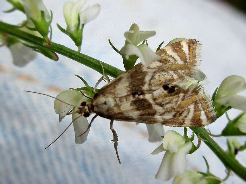 Petrophila canadensis (Crambidae), Lake Ontario (NY), United States