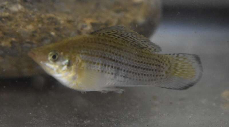 Sailfin Molly (Poecilia latipinna)