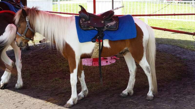 Pony ride at a carnival