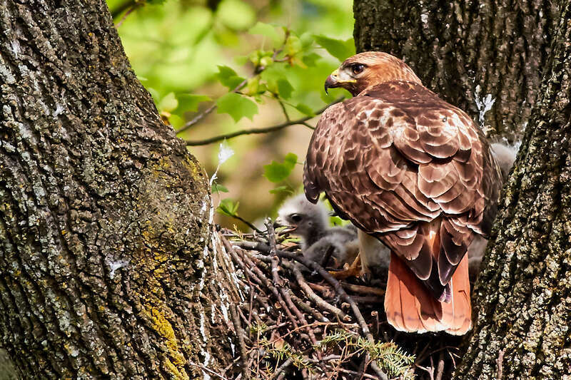 
500px provided description: Red-tailed Hawk

?? ?? ???? [#bird ,#nature ,#animals ,#tree ,#close-up ,#animal ,#wood ,#wildlife ,#outdoors ,#wild ,#hawk ,#beak ,#redtail ,#no person ,#babybird]