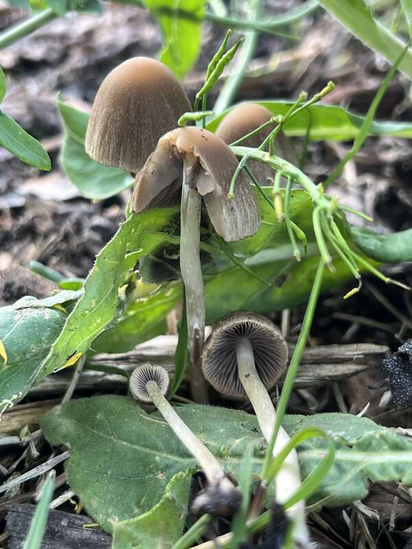 Tall Psathyrella (Psathyrella longipes)