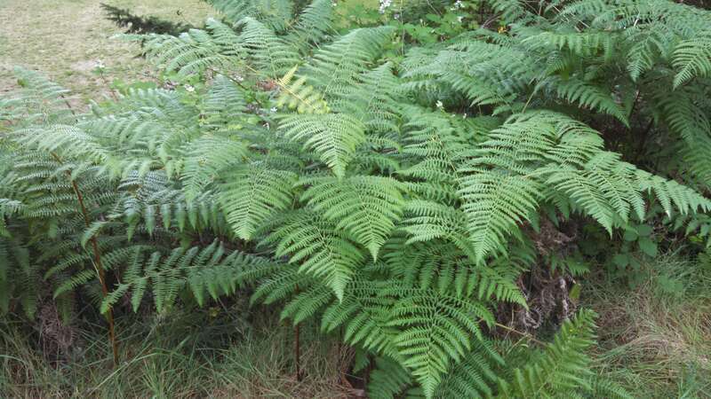 Pteridium aquilinum (bracken fern)
Seen while walking in Lake Forest Park, Washington

IMG_20140629_122709_555