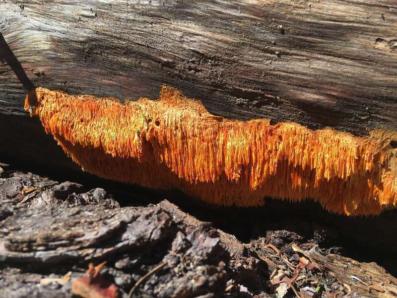 Pycnoporellus alboluteus