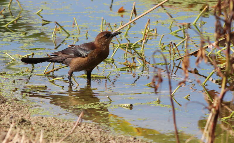 Boat-tailed Grackle (female)
