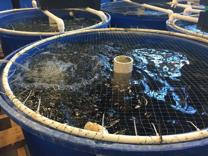 Recirculating Aquaculture System.