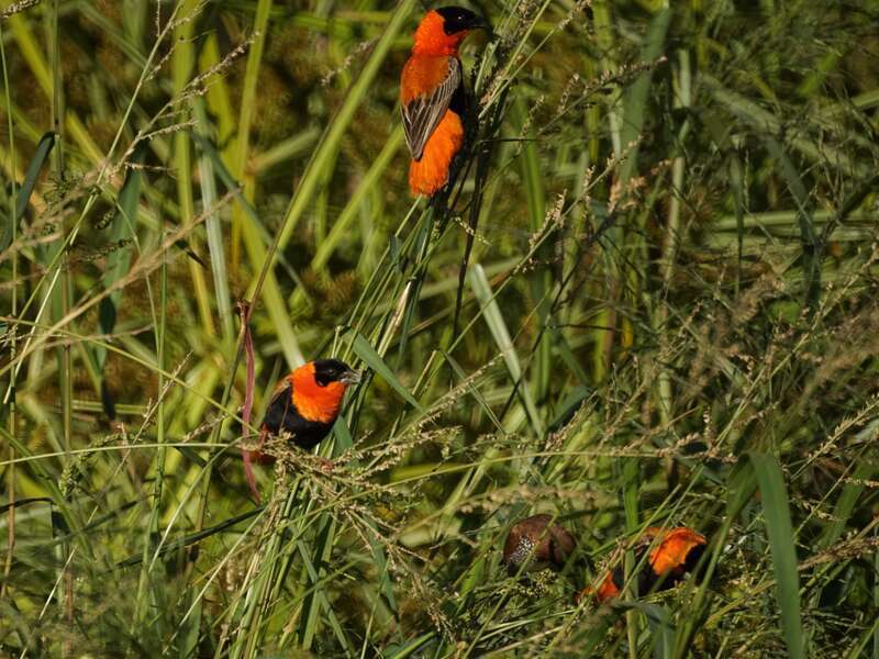 Red Bishops
