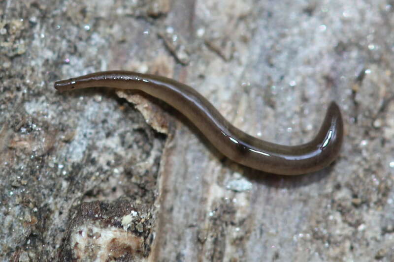 Rhynchodemus sylvaticus in Bethesda, MD, USA