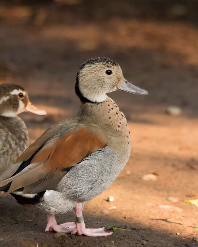 
500px provided description: Ringed Teal [#duck ,#bird ,#animal ,#zoo ,#Ringed Teal]