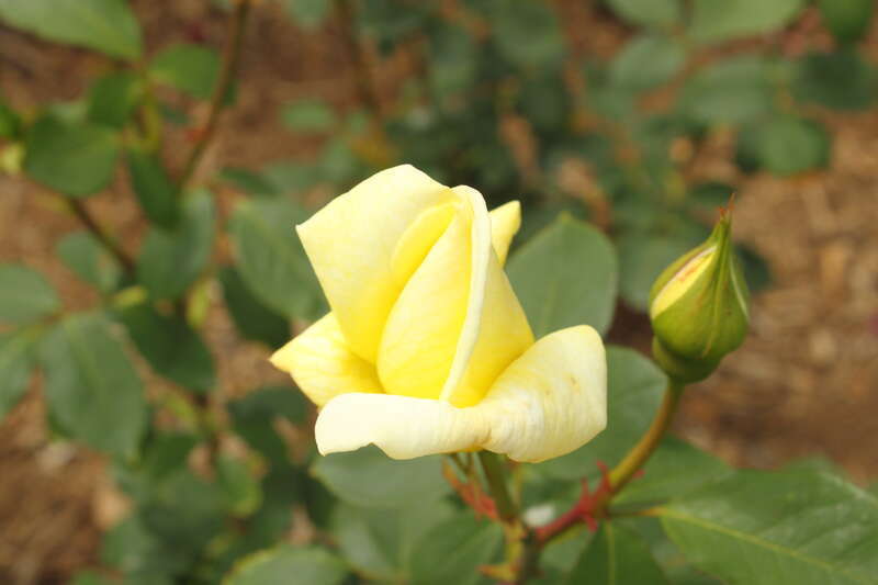 Rosa en    'Madame Chiang Kai-shek'