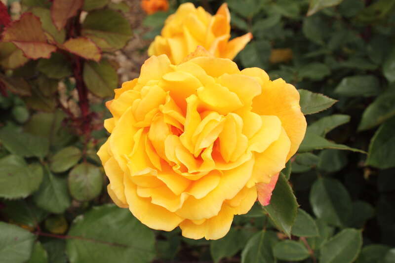 Rosa en    'Strike It Rich'