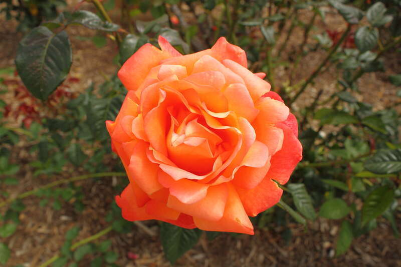 Rosa en    'Voodoo'
