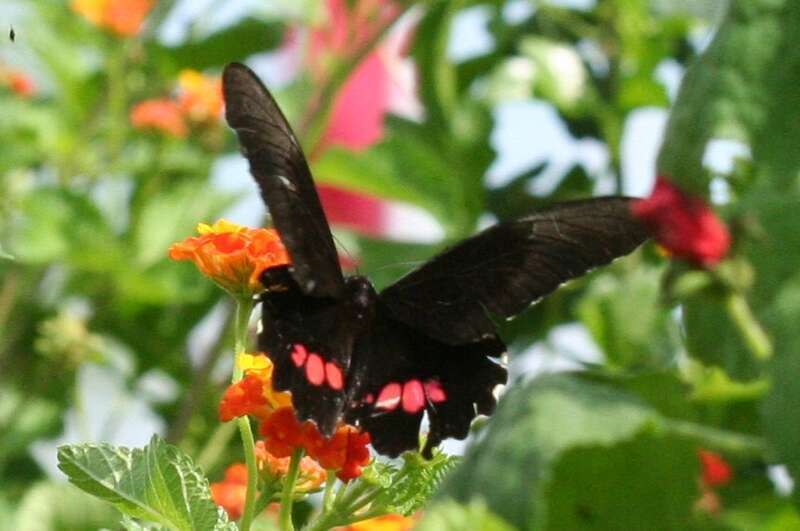 Papilio anchisiades