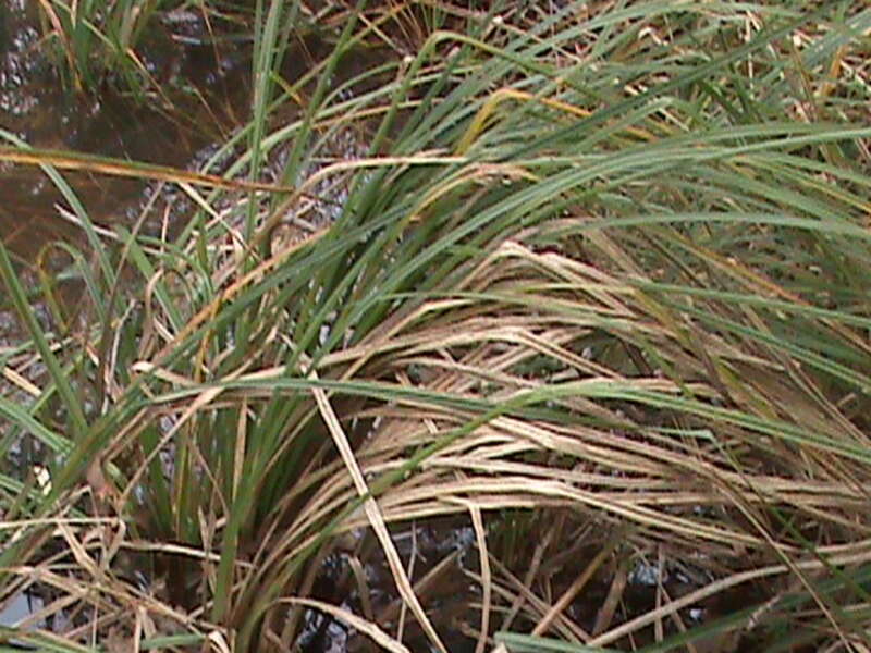 Santa Barbara sedge (Carex barbarae).