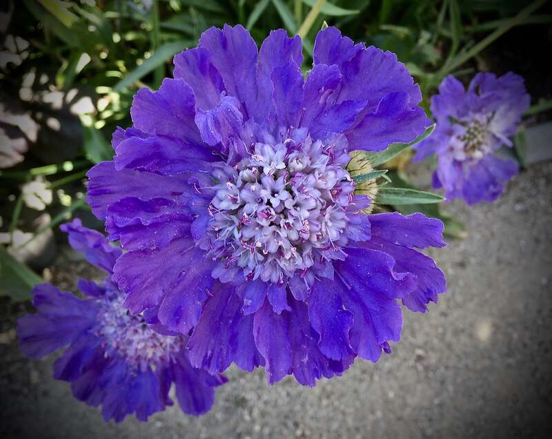Caucasian pincushion flower, <a href="https://en.wikipedia.org/wiki/Scabiosa_caucasica" rel="noreferrer nofollow">en.wikipedia.org/wiki/Scabiosa_caucasica</a>
New to me. They have some beauties blooming now.

Gamble Garden, Palo Alto