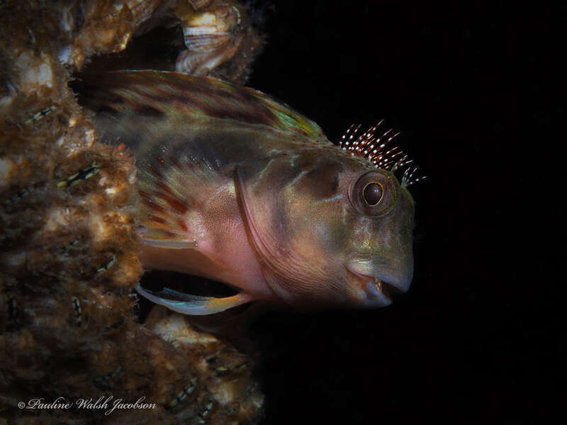 Molly Miller (Scartella cristata) in the United States
