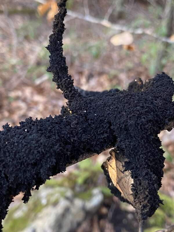 Black sooty mold (Scorias spongiosa)