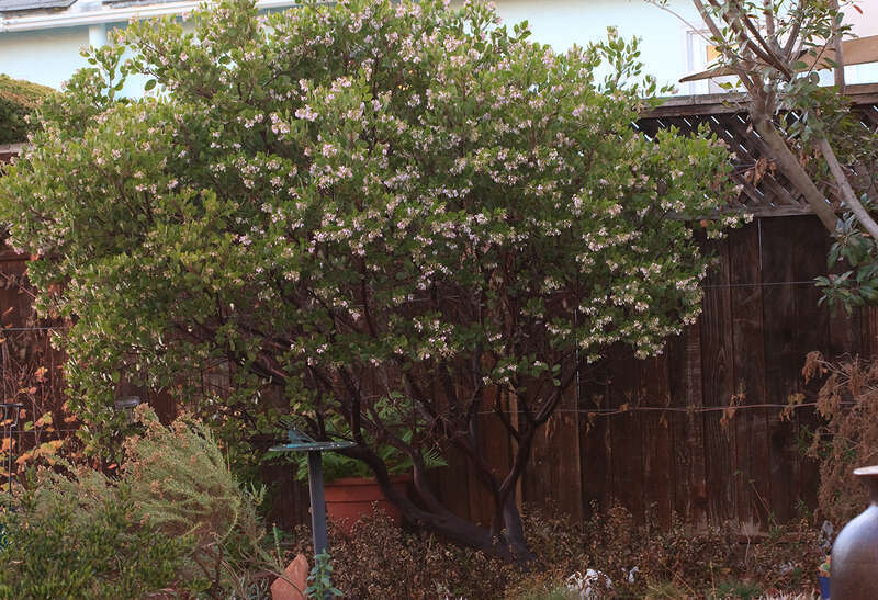The Sentinel Manzanita blooms in December / January and is the main nectar source for local bees this time of year.