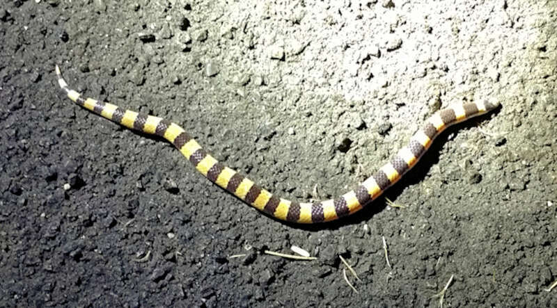 Sand Snake (Chilomeniscus stramineus)
