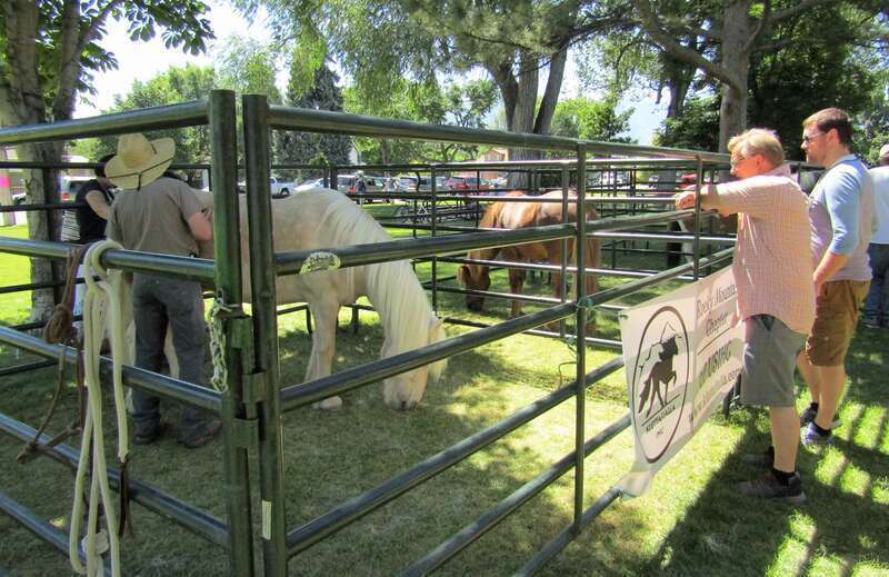 Horses at the Fire &amp; Ice Festival in Spanish Fork, Utah.