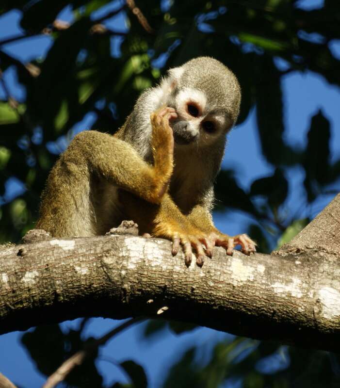Squirrel monkeys roam freely on the 35 acre grounds of the Bonnet House Museum &amp; Gardens in Fort Lauderdale, Florida.