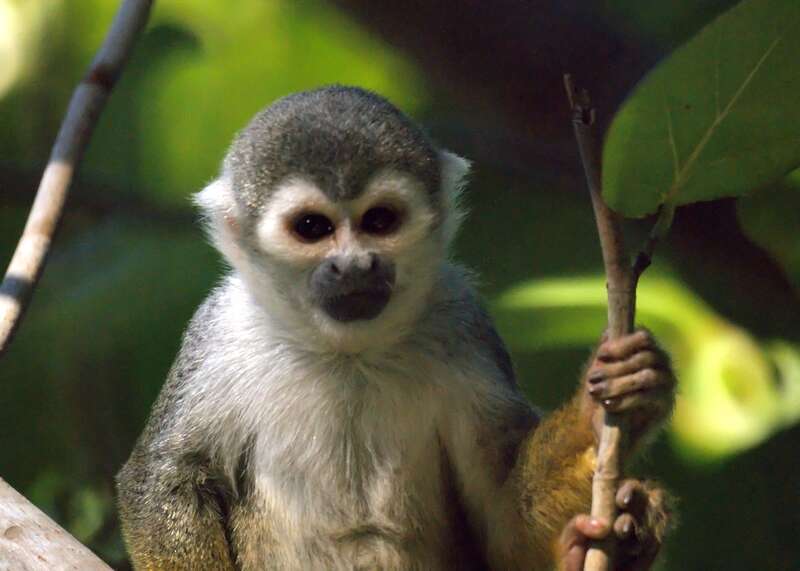 Squirrel monkeys roam freely on the 35 acre grounds of the Bonnet House Museum &amp; Gardens in Fort Lauderdale, Florida.