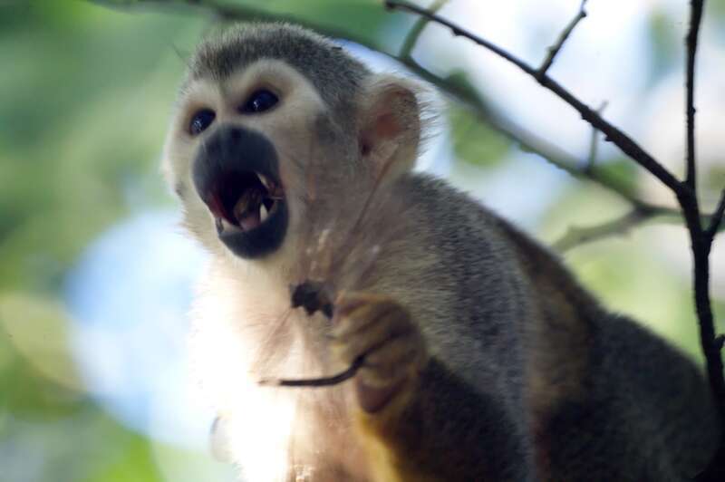 Squirrel monkeys roam freely on the 35 acre grounds of the Bonnet House Museum &amp; Gardens in Fort Lauderdale, Florida.