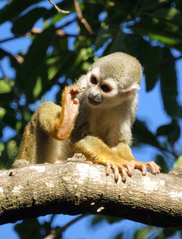 Squirrel monkeys roam freely on the 35 acre grounds of the Bonnet House Museum &amp; Gardens in Fort Lauderdale, Florida.