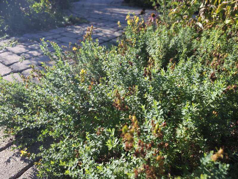 St. John's wort in the herb harden at Meadowbrook Park in Urbana, Illinois