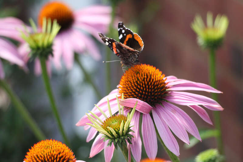 Young Butterfly meets Echinacea