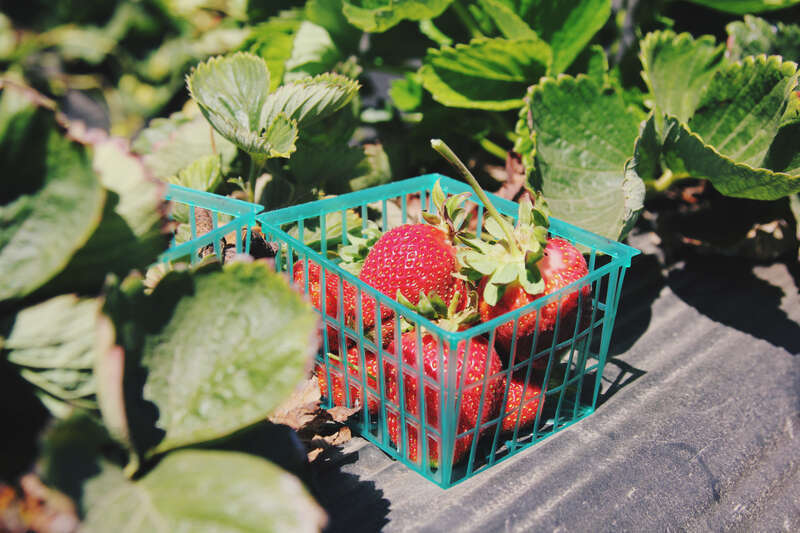 Swanton Berry Farm, Davenport, United States