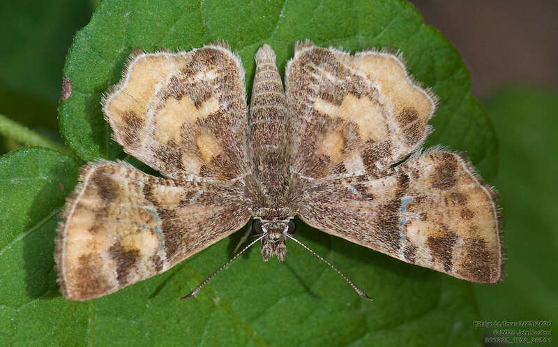 Texas Powdered Skipper (Systasea pulverulenta)