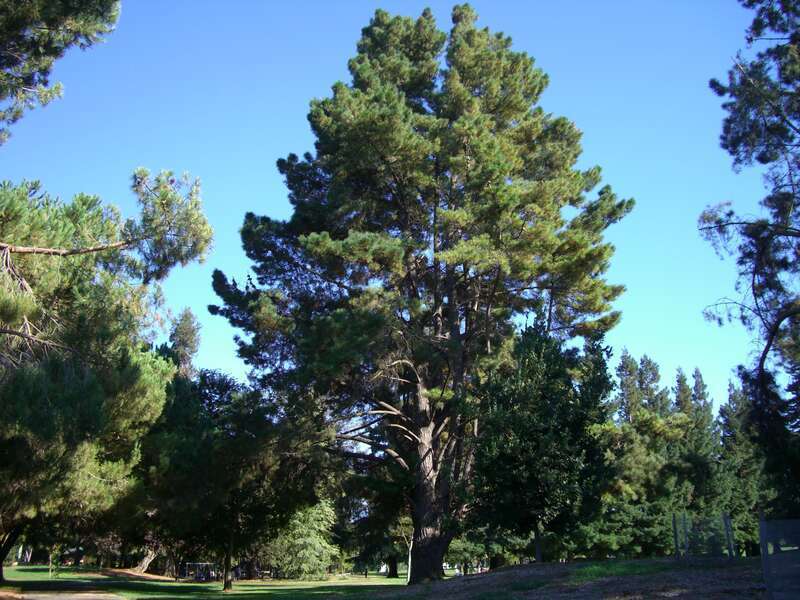 tall tree