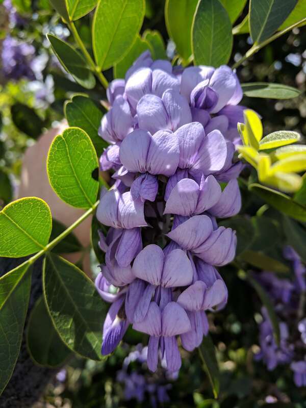 Texas mountain laurel flowers in El Paso, TX