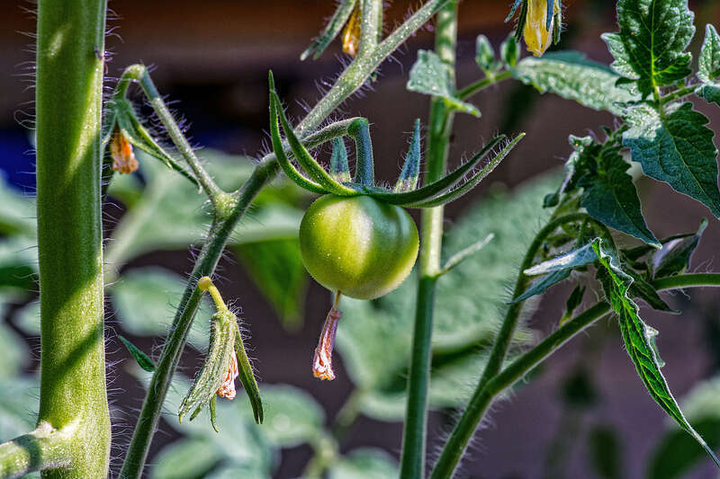 
500px provided description: Garden veggie [#spring ,#floral ,#garden ,#botanical ,#bloom ,#blooming ,#Garden ,#Tomato ,#Vegetable]