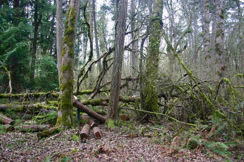 Tualatin Hills Nature Reserve-79
