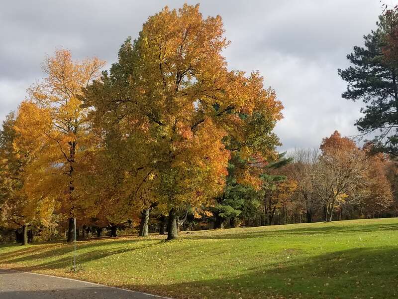 Trees