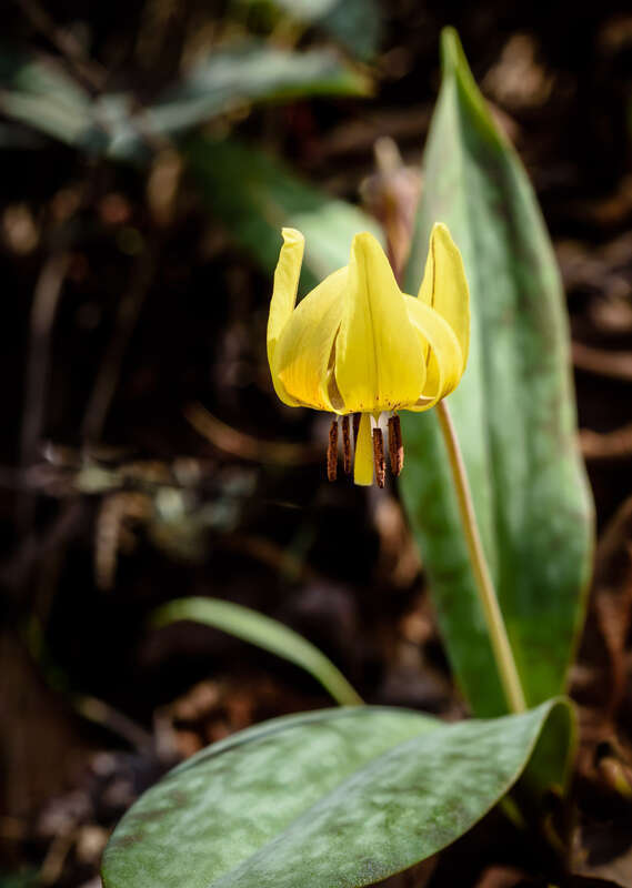 Trout lily on Eno's bank