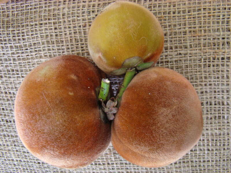 Velvet Apple aka Mabolo display at the Redland Summer Fruit Festival, Fruit &amp; Spice Park, Homestead, Florida on 21st June, 2008. The Scientific Name had been changed from Diospyros discolor to Diospyros blancoi.