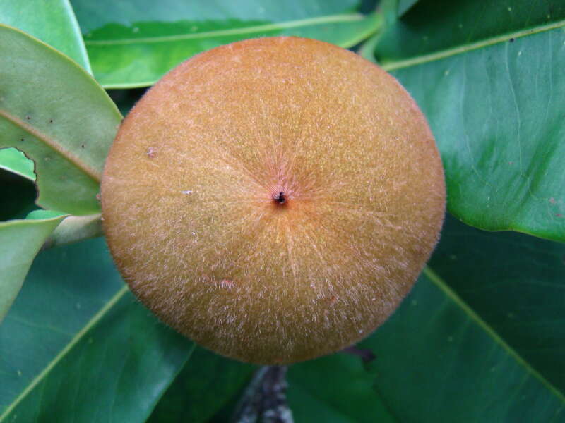 Velvet Apple aka Mabolo display at the Redland Summer Fruit Festival, Fruit &amp; Spice Park, Homestead, Florida on 21st June, 2008. The Scientific Name had been changed from Diospyros discolor to Diospyros blancoi.