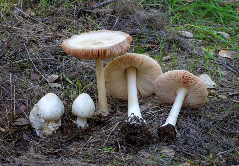 Volvopluteus gloiocephalus from Felicita Park, Escondido, California, USA.
https://mushroomobserver.org/358362