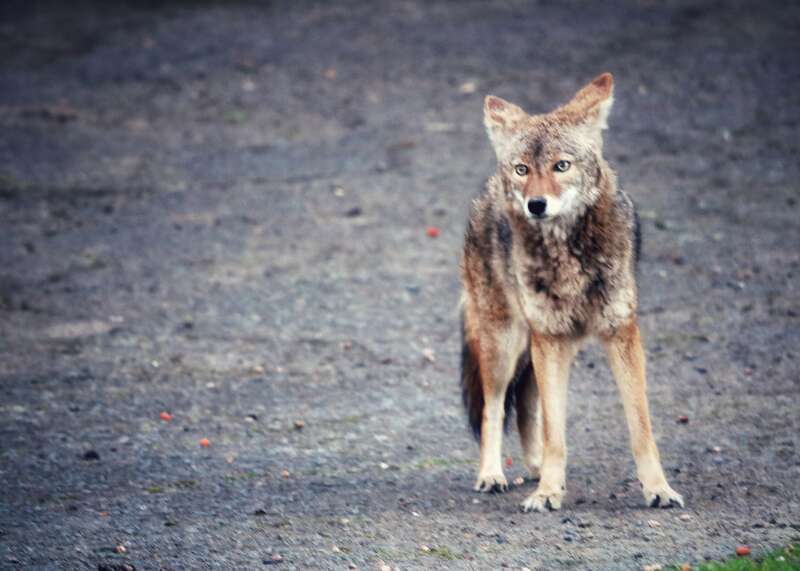 Met this young coyote yesterday evening walking Shy. It was a handheld slow exposure in poor light, but he kindly stood still. It was more of a <a href="https://www.youtube.com/watch?v=AFa1-kciCb4&amp;index=22&amp;list=RDh1PfrmCGFnk"