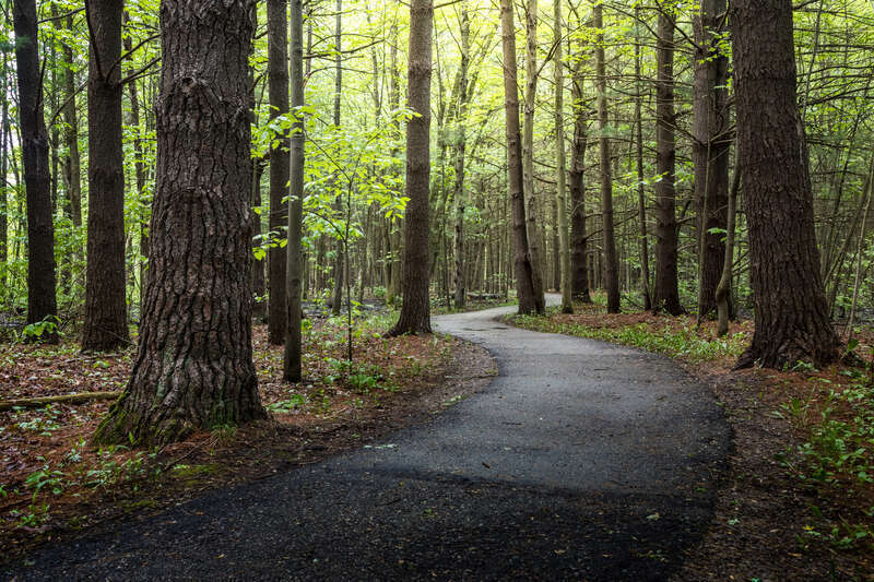 A break in the rain along the Arbury Trail at Chippewa Nature Center.