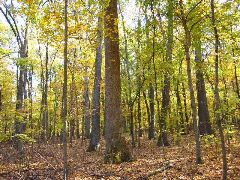 "Old Growth forest" at Wesselman Woods Nature Preserve at Evansville, IN